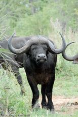 Afrikanischer Büffel (97 von 102).jpg